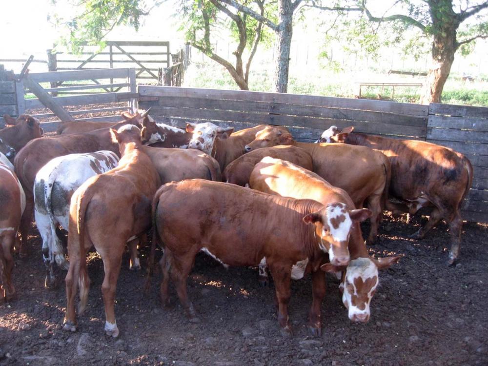 Segundo o presidente do Conselho Técnico da Conexão Delta G, Bernardo Pötter, a entidade, apesar de ser conhecida por oferecer ao mercado reprodutores de alto valor genético, tem entre seus associados uma alta produção de animais destinados à carne de qua