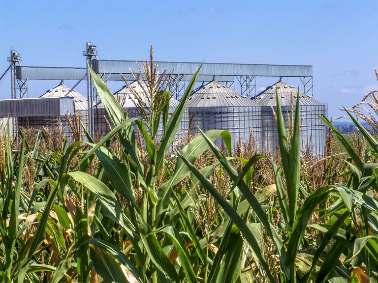 Os destaques foram milho, carnes e algodão, que lideraram as exportações agrícolas. O milho registrou volume recorde de exportação, com 43,25 milhões de toneladas.