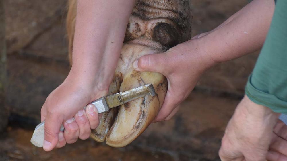 O aprumo do gado de corte é importante não só para o bem-estar do animal, mas também para melhorar os índices de produtividade. 
