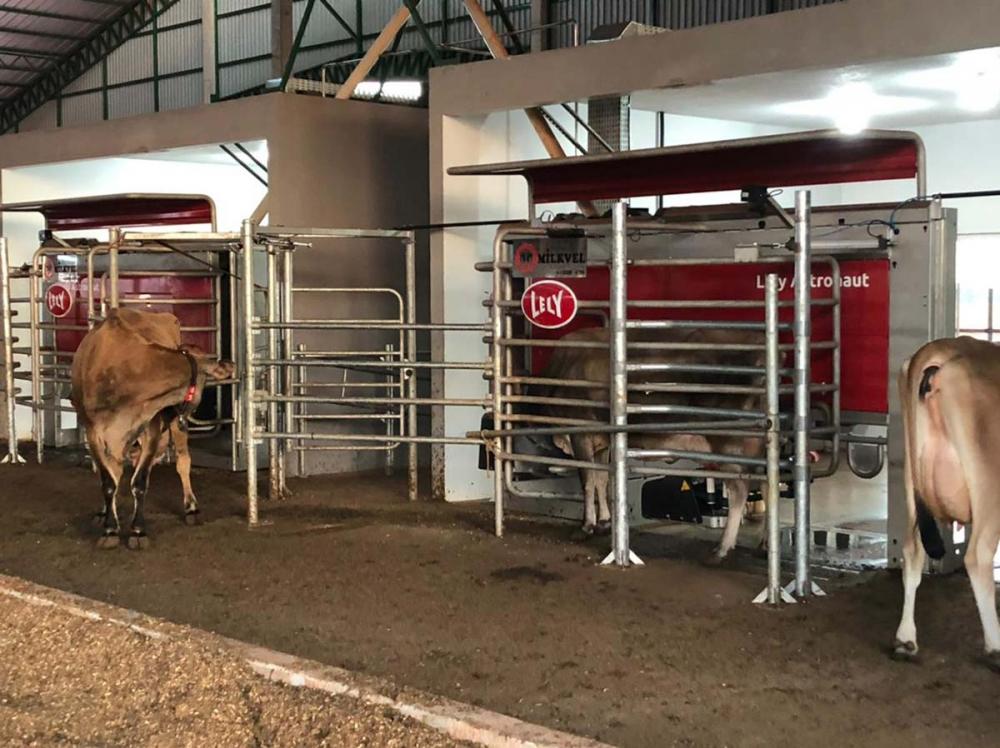 “Hoje, com o apoio da automação, estamos produzindo 30 litros por animal/dia. Essa era uma meta prevista em nosso plano de negócio para alcançarmos apenas em três anos, mas o atingimos em oito meses, isso por causa da quantidade de informação e qualidade 
