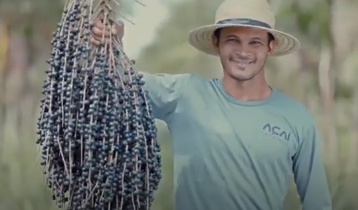 Reportagem destaque sobre a produção de açaí no Pará, o maior produtor do fruto no país.
