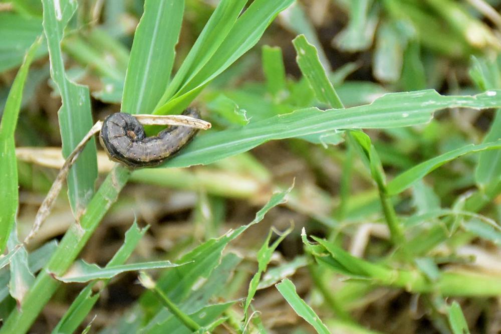Em questão de horas infestação de lagartas acabaram com a pastagem de tifton do produtor de leite no bairro da Jararaca em Piraí do Sul. Foto Toninho Anhaia.