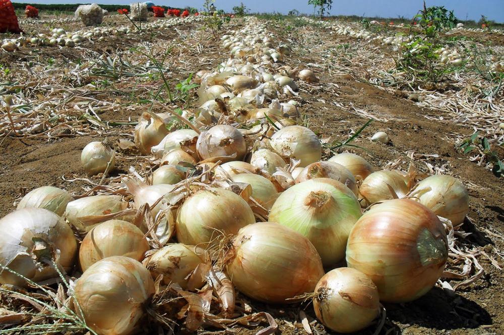 As principais regiões produtoras no Paraná são as de Curitiba, com 49% da produção, Guarapuava, com 24%, e Irati, com 15%. Foto AEN.