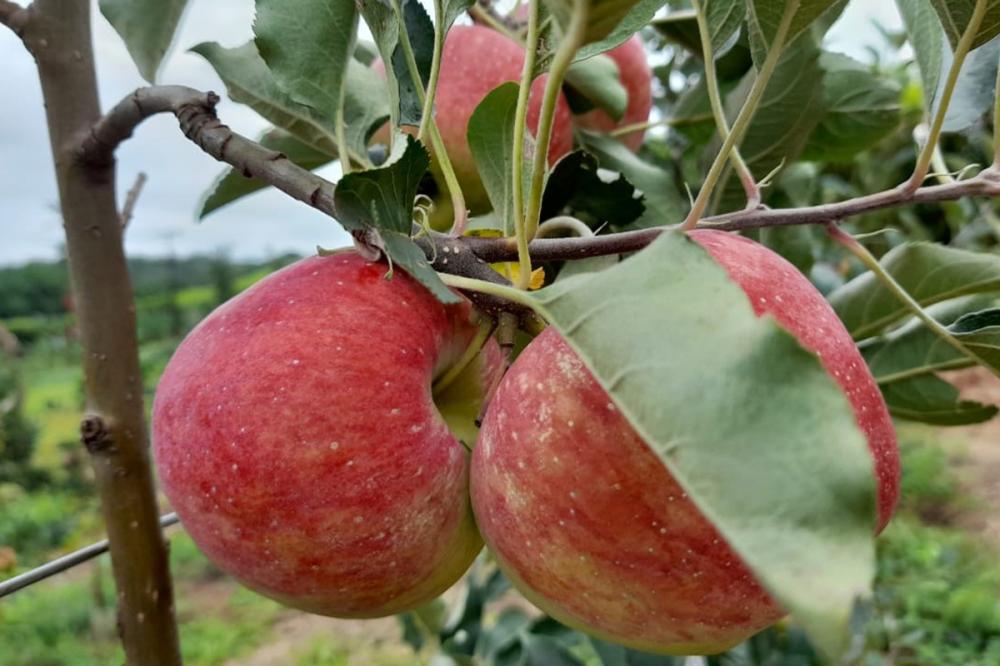 Neste ano de 2021, a safra de maçã no Paraná deve superar 32 mil toneladas, o que representa uma oferta ajustada ao consumo, por isso o preço melhor para o produtor. Foto AEN.