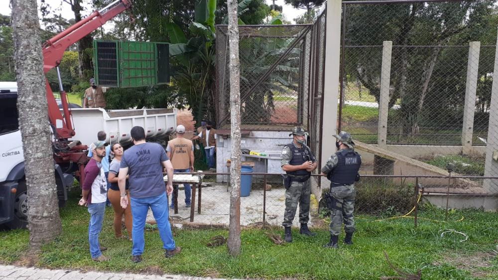 Em sua decisão, o magistrado determinou a entrega do animal em 24 horas, a contar da data da intimação que aconteceu no dia 27 de janeiro de 2021.