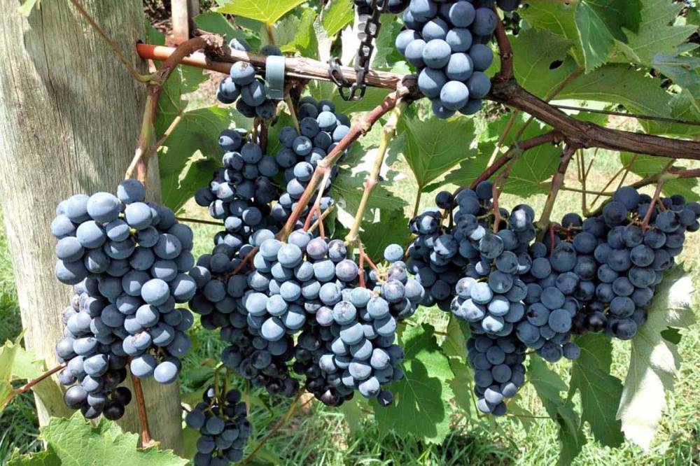 A obra que agora chega ao público é uma edição revisada, atualizada e (muito) ampliada do título Viticultura Tropical: o sistema de produção do Paraná, publicado em 2007 pelo Instituto Agronômico do Paraná (Iapar), atual IDR-Paraná, concebida e iniciada p