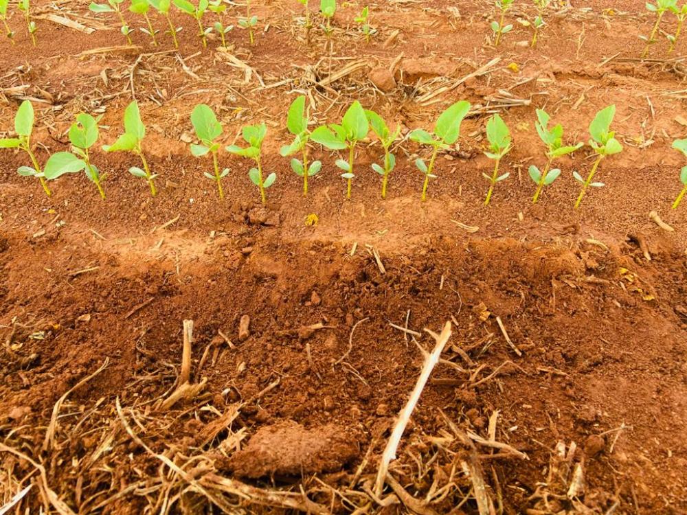 A plantabilidade é a técnica do respectivo implemento (semeadora de grãos graúdos) em semear as sementes de maneira correta longitudinal, equidistante, onde o espaçamento entre sementes e a profundidade de deposição seja o mais homogêneo possível.