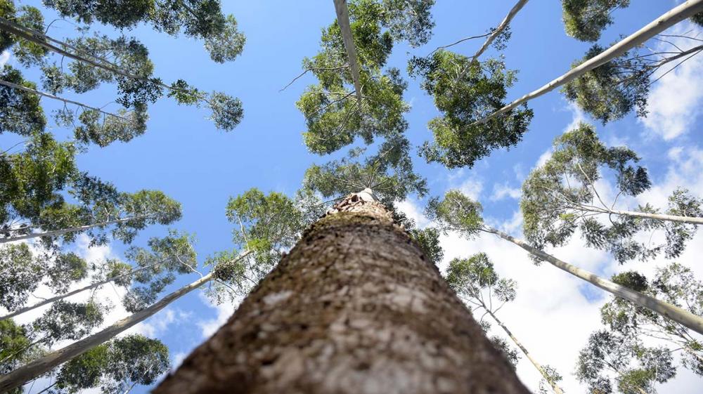 A nova fábrica contará com a melhor tecnologia da categoria, além de uma linha flexível projetada prioritariamente para a produção de celulose solúvel. Foto Toninho Anhaia.