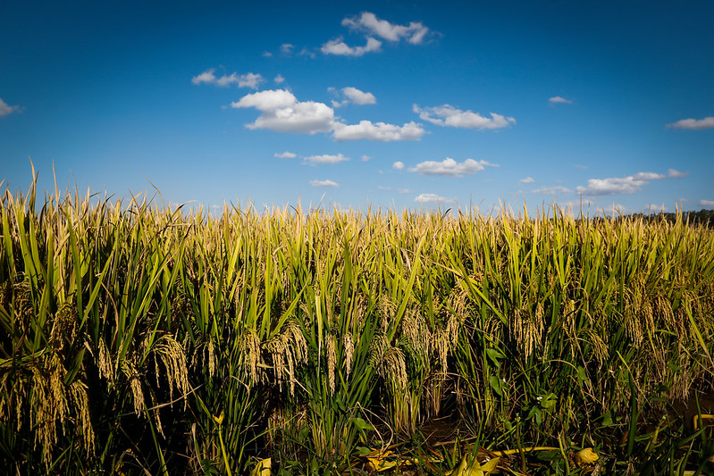 O Brasil vendeu 1,8 milhão de toneladas de arroz para o exterior em 2020, um crescimento de 26,5% em relação a 2019, de acordo com a Associação Brasileira das Indústrias de Arroz (Abiarroz).Foto Sistema CNA/Wenderson Araujo.