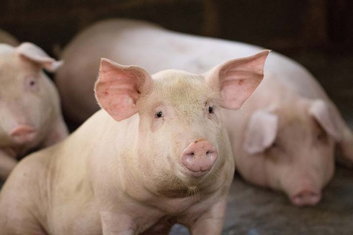As condições dos alojamento dos suínos podem ser um fator de risco, também contribuindo para a propagação de bactérias. 