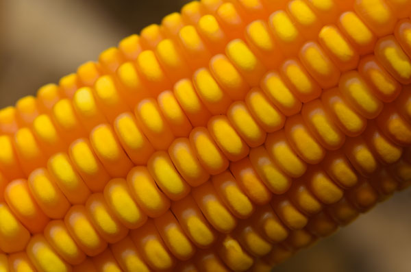 Com uma visão de longo prazo, produtores paranaenses seguem investindo na cultura do milho e têm concentrado esforços na busca por tecnologia embarcada no campo, começando pela escolha do híbrido.