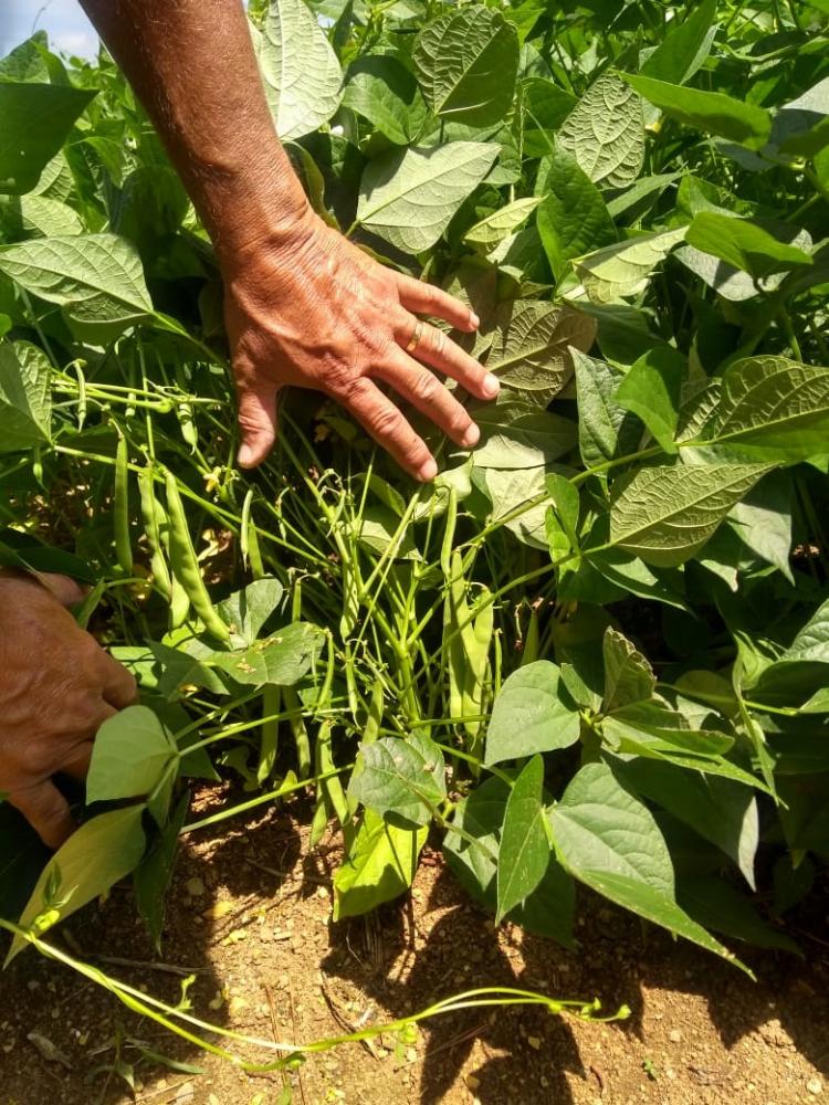 O solo com SulfaCal se reflete em desenvolvimento e enraizamento da planta, o que permite que ela se alimente melhor, alcançando níveis mais profundos em busca de nutrientes e água. 