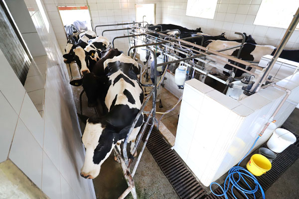  A oferta de leite no mercado brasileiro deve seguir limitada em 2020, especialmente no primeiro trimestre, o que pode sustentar os preços pagos ao produtor em patamares mais elevados