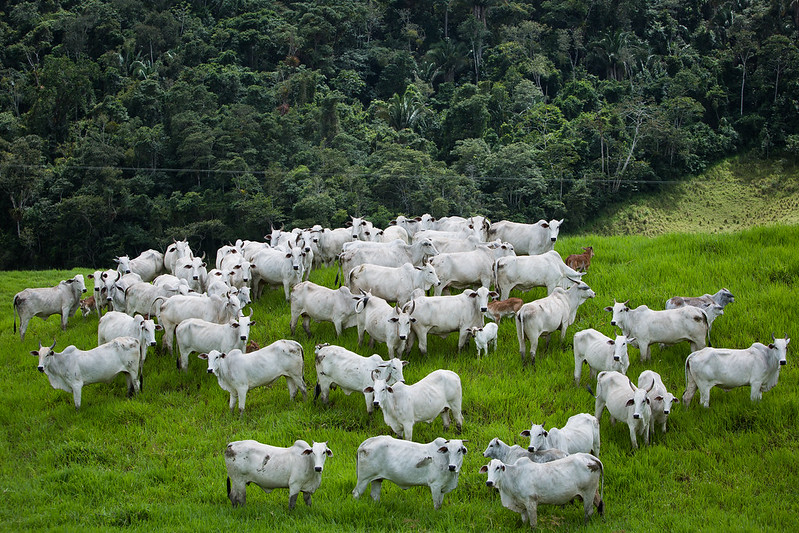 “Precisamos comunicar nosso progresso e mostrar onde e como o boi está sendo criado. Com isso, poderemos ter acesso a mais recursos e a novos mercados”. engenheiro agrônomo Francisco Beduschi Neto. Sistema CNA/Wenderson Araujo.