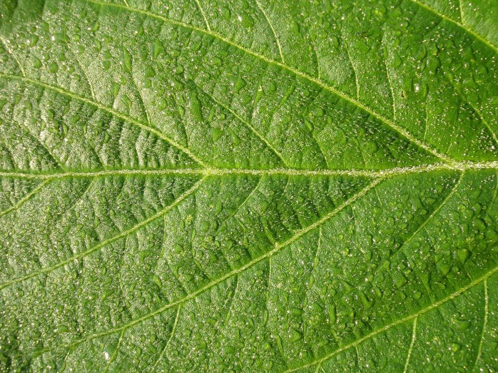 Tecnologia de aplicação é o emprego de todas as informações, produtos e técnicas que envolvam a aplicação de agroquímicos para controle de agentes de dano, ao menor custo e contaminação possíveis”, define o fundador do Instituto Dashen. A aplicação citada