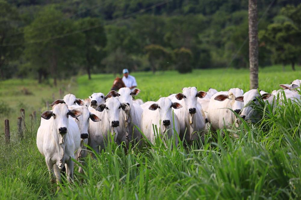 Pecuarista deve estar atento à nutrição de matrizes para construir uma melhor condição corporal, para que as vacas estejam bem para parir na seca.
