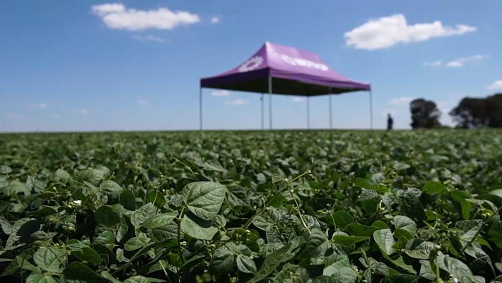 Mercados consumidores asiáticos, por exemplo, principais importadores dos produtos agrícolas brasileiros, e europeus, estão exigindo melhor qualidade e menos uso de químicos. O biológico se encaixa perfeitamente nesse cenário, por carregar a bandeira do 