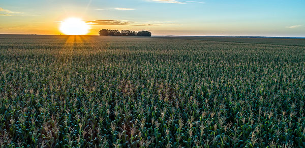 O agronegócio requer um olhar sempre à frente para se manter competitivo e atender à crescente demanda local e global.