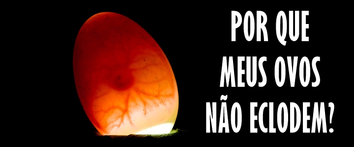Principais problemas de incubação