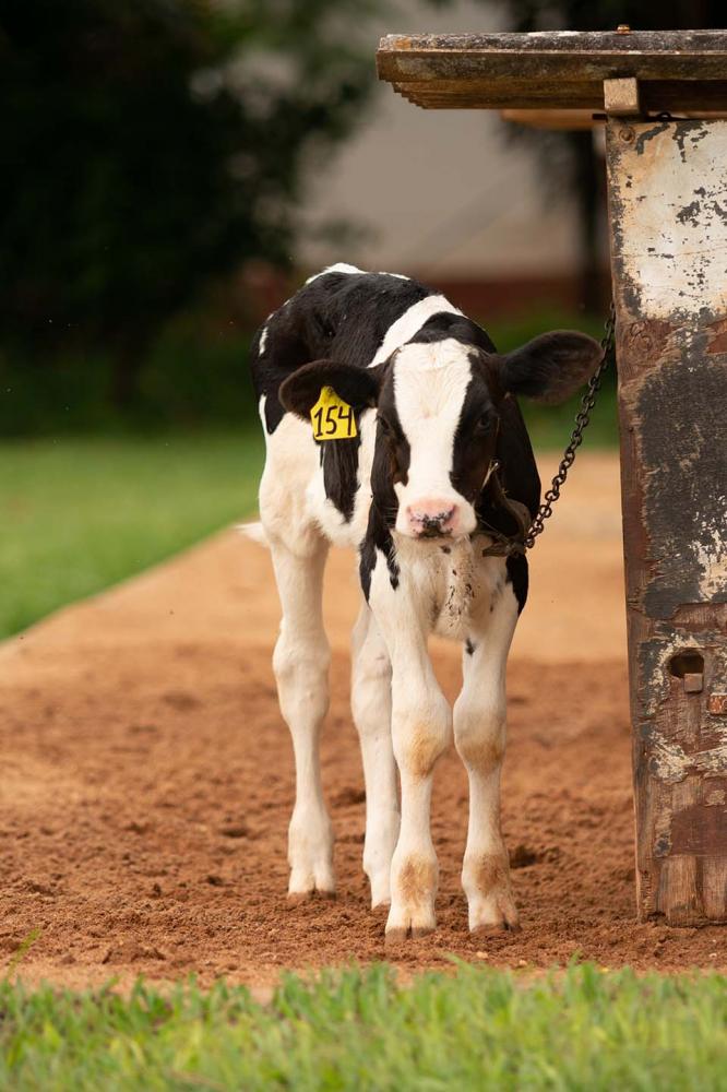 No ciclo de vida, as bezerras passam por três fases alimentares distintas até se tornarem completamente ruminantes, sendo que cada uma delas requer um manejo nutricional ao momento vivido pelo animal.