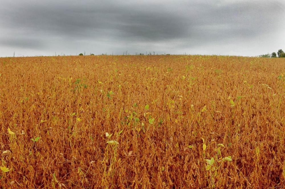 O problema agora é o excesso de chuvas. Produtores, principalmente do Oeste e Sudoeste, regiões em que a água chegou em maior volume, relatam dificuldades em prosseguir com a colheita do grão.