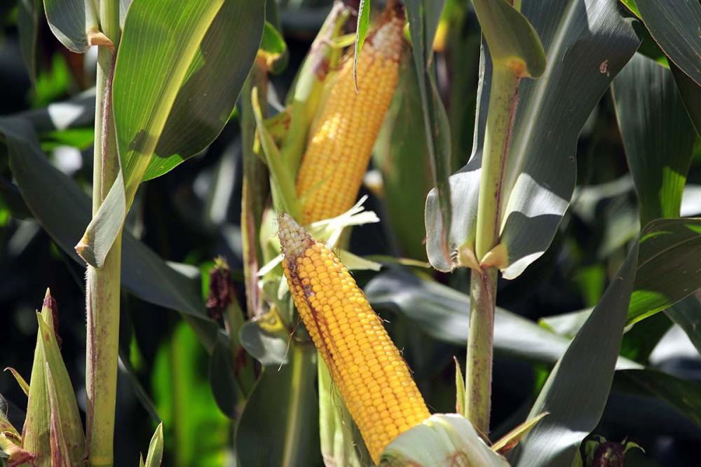 A produtividade média obtida até o momento gira em torno de 9 mil quilos por hectare, uma redução de 6,5% comparada à expectativa inicial de 9,6 mil quilos por hectare.