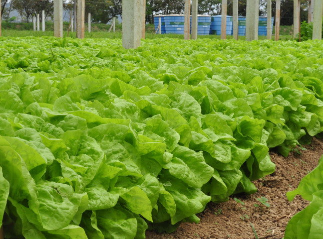 Os gestores da Embrapa argumentam também que algumas das diversas cadeias produtivas da agropecuária local têm elevado potencial de crescimento, tais como as da fruticultura, lácteos e horticultura.