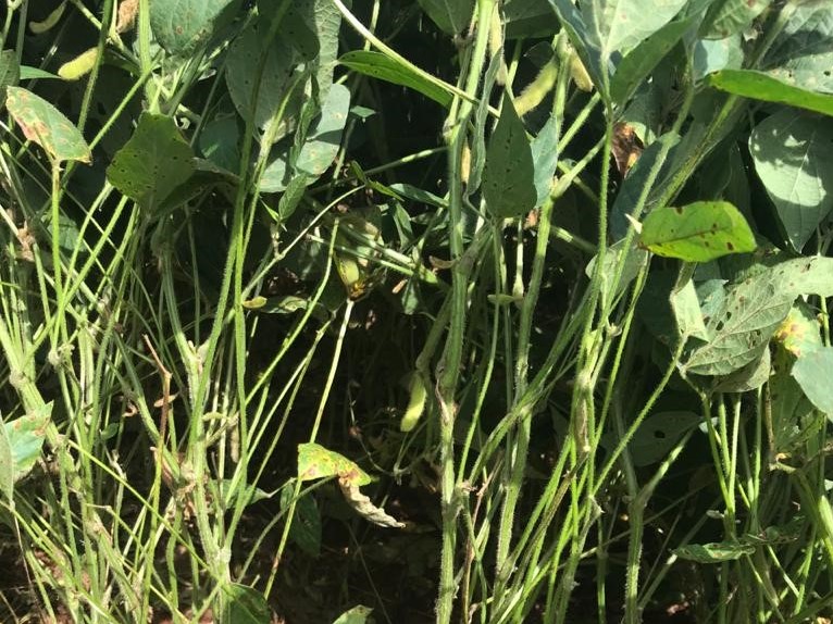 Vários dias consecutivos com chuva podem causar a saturação dos solos (especialmente os que se apresentam mal drenados) e com isso reduzir a respiração das raízes e consequentemente a absorção de macro e micro nutrientes, bem como a evapotranspiração das 