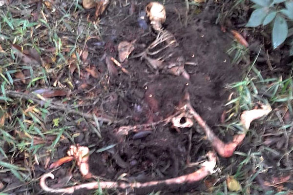 A população que vive na área rural principalmente, se encontrar algum macaco doente ou morto avisar imediatamente a Vigilância Sanitária do seu município.