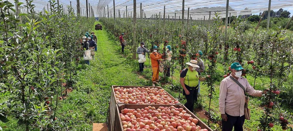 Segundo a Administração Municipal de Vacaria, a cidade deve receber entre 10 e 12 mil trabalhadores para a colheita da maçã em 2021, seguindo regras sanitárias para evitar a disseminação da Covid-19.