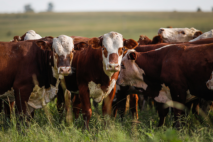 O pecuarista aprende a fazer protocolos que ajudam a controlar problemas sanitários, incluindo o controle de carrapatos, vermes e mosca-dos-chifres, além de atuar no controle e no monitoramento dos índices de verminoses, entre outros problemas.