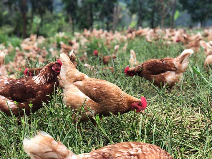 Minas é referência no desenvolvimento de ações de defesa sanitária voltadas para a avicultura, enquanto o Brasil é o maior exportador de carne de frango do mundo
