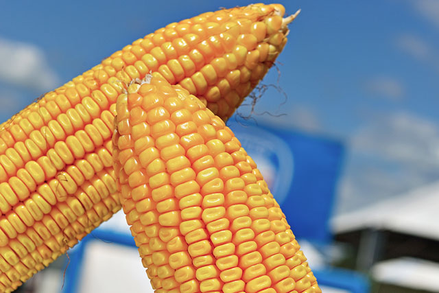 Segundo a equipe Milho/Cepea, as exportações recordes e a demanda interna aquecida em 2019 impulsionaram os preços do cereal, mesmo em um cenário de produção brasileira recorde.