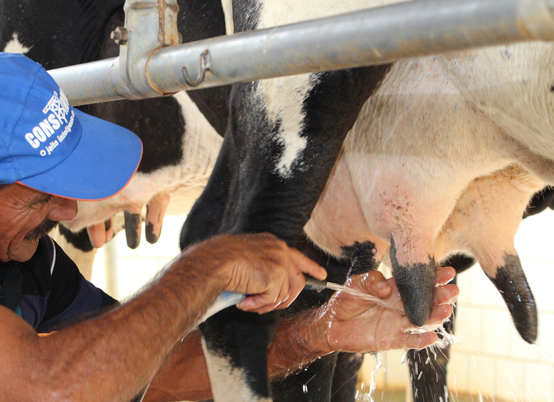 O produtor precisa estar atento ao manejo adequado dos animais durante a ordenha. Assim será possível detectar sinais de doenças, como a mastite.