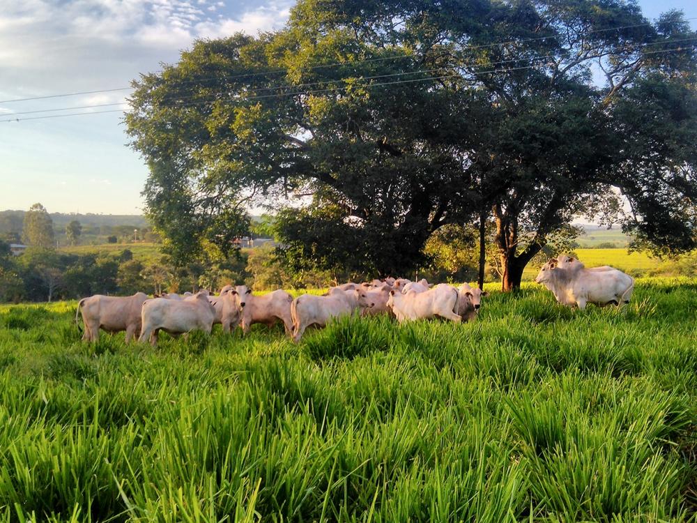 Segundo o relatório, a inclusão do aditivo natural Fator P na dieta dos bovinos fez com que os animais emitissem 18% a menos de metano entérico, que na prática significa a redução de CO2. 