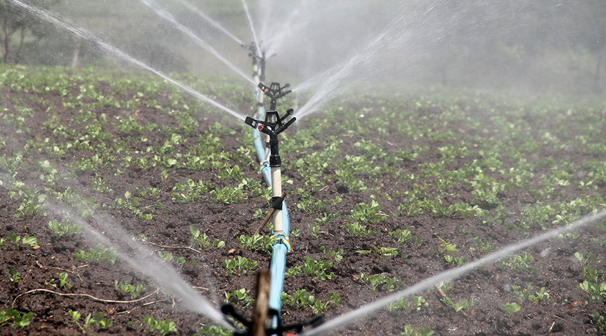 Irrigação garante o cultivo sem depender da chuva - Foto: Fernando Augusto/Pixabay