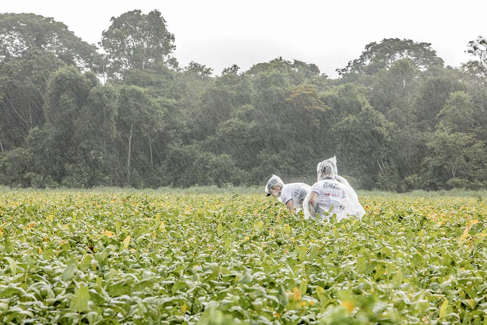 Nas avaliações das lavouras de soja os técnicos apuram informações como rendimento das primeiras áreas, peso de grão, capacidade de recuperação das lavouras afetadas pela seca, impacto da seca no stand de plantas, condição climática durante a colheita, pr
