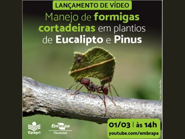 Prejuízos causados pelas formigas cortadeiras podem ser irreversíveis
