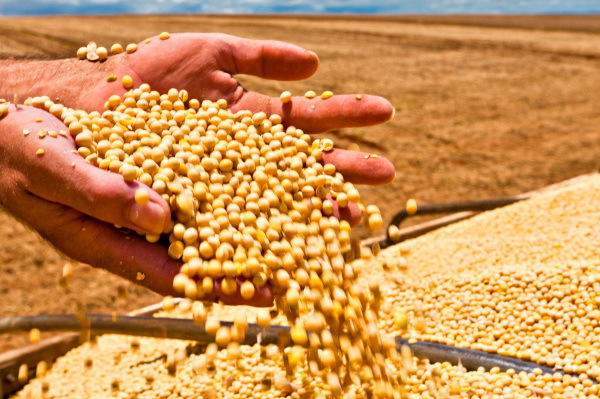 Segundo a Embrapa, as perdas causadas por ferrugem asiática podem variar de 10% a 90% do rendimento das plantas.