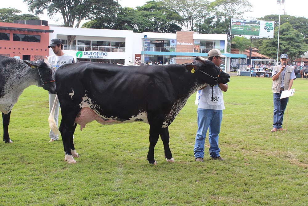 As competições da raça Girolando na pista de julgamento começarão no dia 6 de maio, entre 14h e 18h.