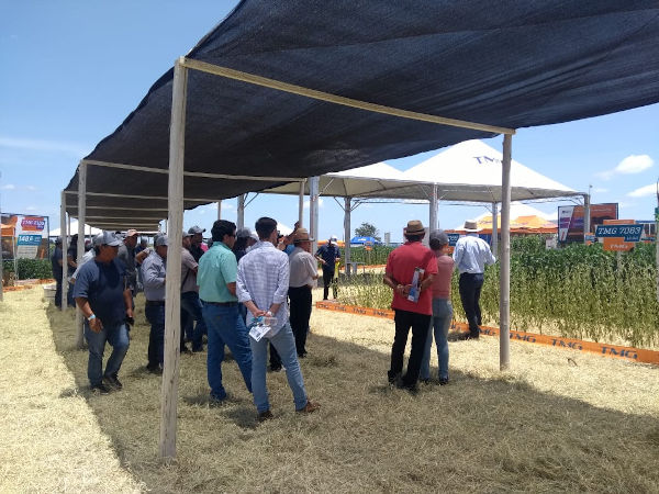 Os participantes do Superagro, em Londrina-PR, do Safratec, em Floresta-PR, e do Showtec, em Maracaju-MS, vão conhecer os lançamentos do portfólio de soja da empresa, soluções inovadoras e produtivas.