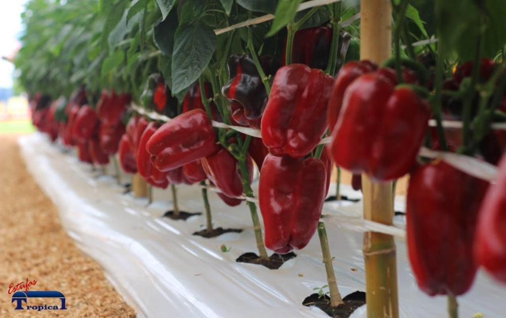 O cultivo protegido deve sempre ser adaptado para atender às necessidades do produtor. 