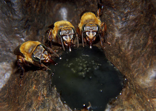 Colônia de Uruçu-amarela (Melipona flavolineata) alimentada com dieta artificial colorida com anilina verde para rastreamento. Fotos Cristiano Menezes