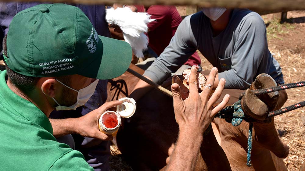 O casqueamento bem feito é para prevenir doenças dos cascos e corrigir pequenas imperfeições nos aprumos, amenizando o problema de membros com pequenos defeitos.