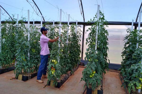  Uma equipe de 70 técnicos do Instituto de Desenvolvimento Rural do Paraná – Iapar-Emater, vão ficar à disposição dos visitantes durante o evento