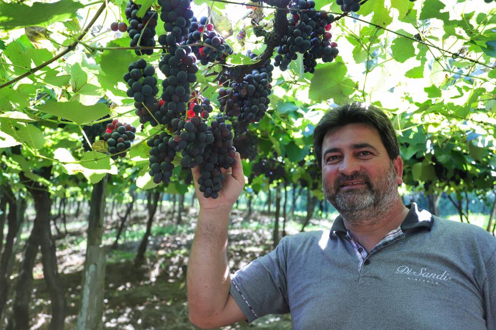 No Paraná, a produção de uva está disseminada na maior parte das regiões. Atualmente, o Estado tem 3.584 hectares destinados à cultura, que somam uma produção de 53,1 mil toneladas, segundo dados do Deral. É o quinto maior produtor do País. Fotos AEN.