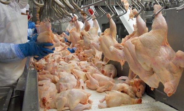 Os dois maiores compradores de carne de frango do Brasil são a China e a Arábia Saudita, este último localizado ao lado do próximo destino da missão de negócios internacionais do Governador de São Paulo.