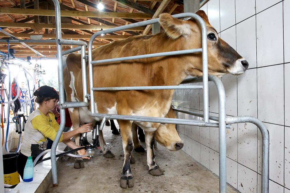 O preço do litro, de acordo com pesquisa do Centro de Estudos Avançados em Economia Aplicada (Cepea), teve redução de 4,3% no início de fevereiro, em comparação com o mês anterior. Isso representa que o produtor recebeu R$ 2,03 pelo litro. Foto AEN.