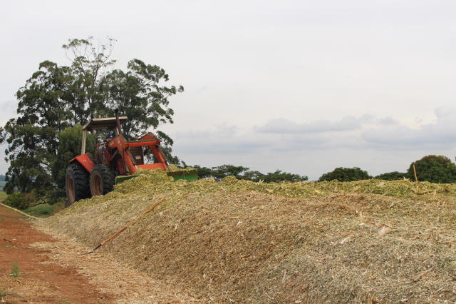 Conhecida como suplementação volumosa a silagem, quando bem feita tem o valor nutricional semelhante ao material original, por isso a importância na hora da colheita e processamento.Compactação de silagem - Foto - Brito, Cristina.