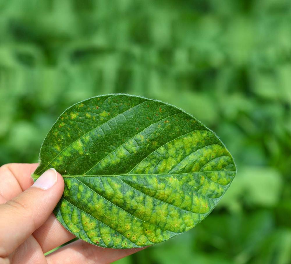 O produto atua em diferentes pontos do fungo, esta característica é exatamente uma das ferramentas que deve impactar na resistência desses organismos.